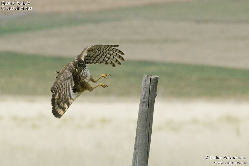 Cinereous Harrier