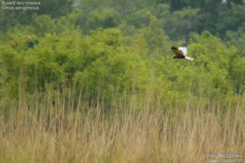 Western Marsh Harrier