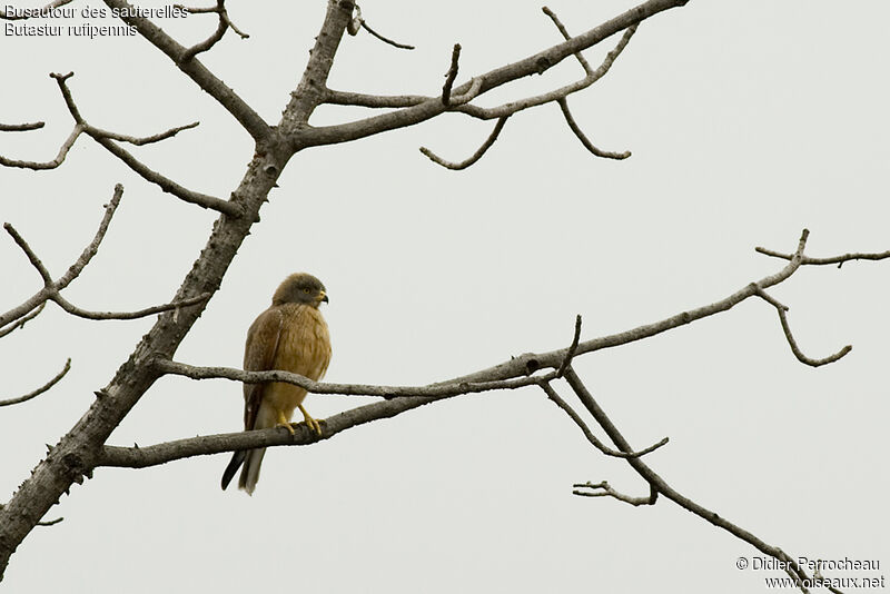 Grasshopper Buzzard