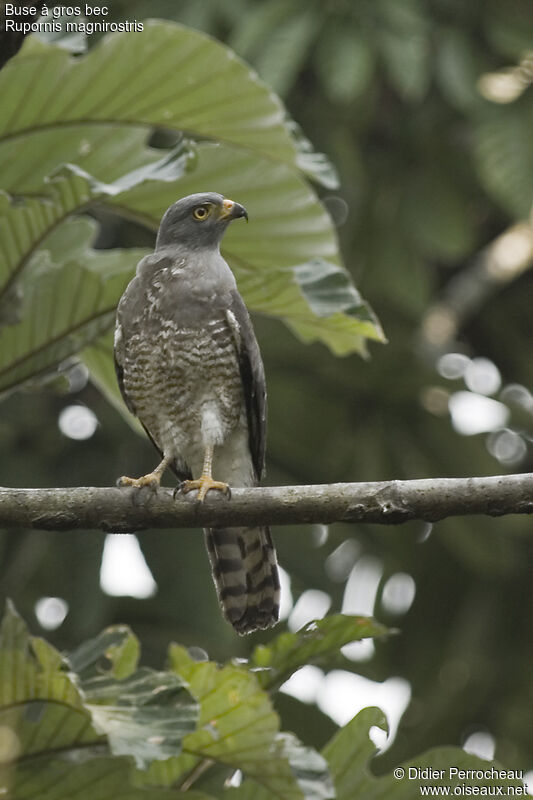 Roadside Hawk, identification