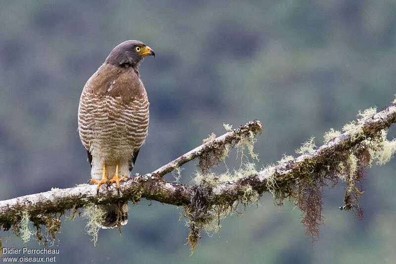 Roadside Hawkadult, pigmentation