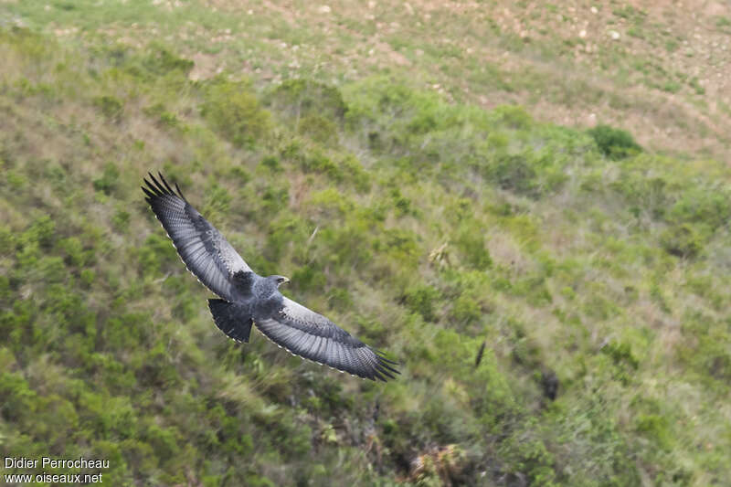 Black-chested Buzzard-Eagleadult, pigmentation, Flight