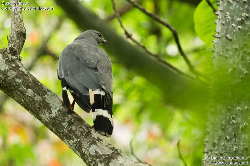 Crane Hawk