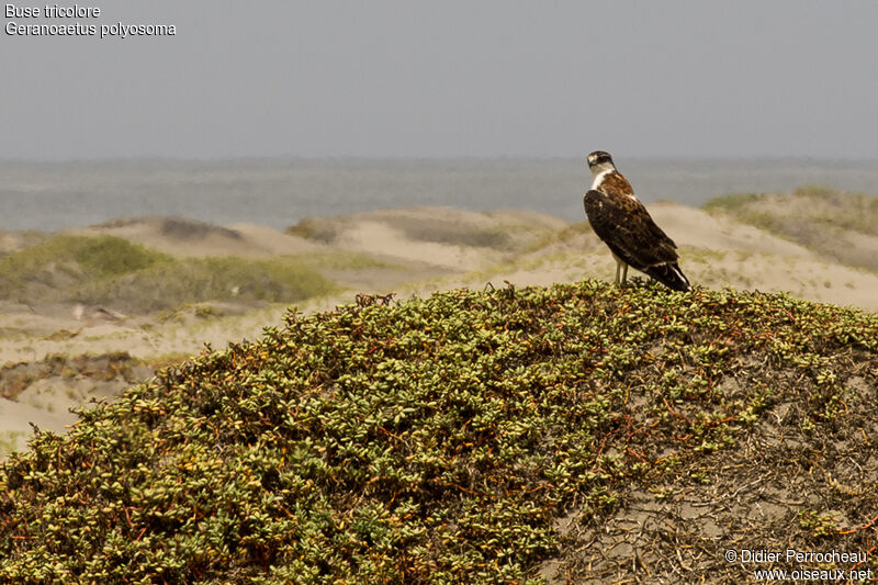 Variable Hawk, habitat