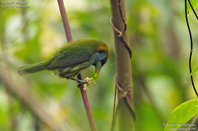 Versicolored Barbet female adult, identification