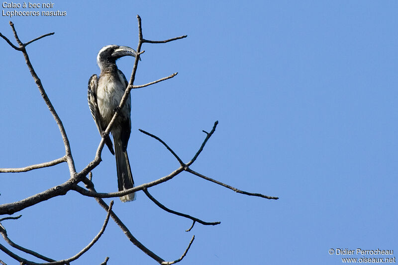 African Grey Hornbill