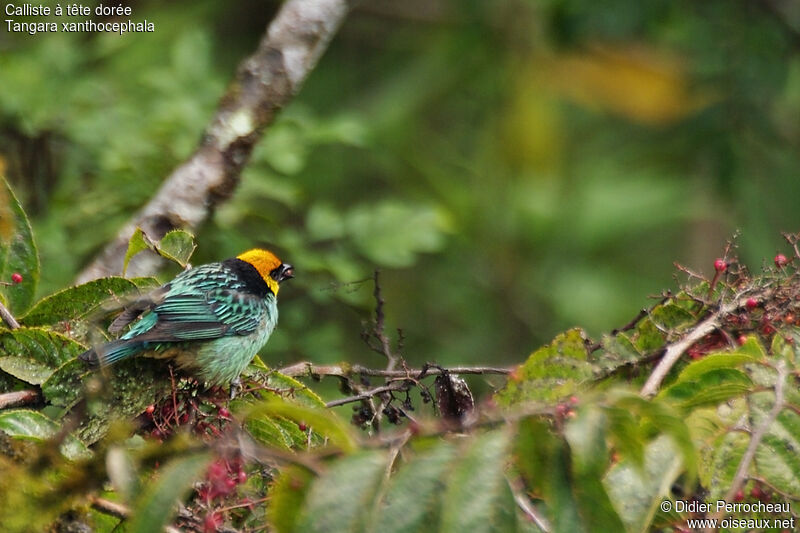 Saffron-crowned Tanageradult