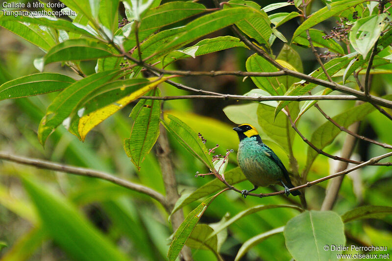 Calliste à tête dorée, identification