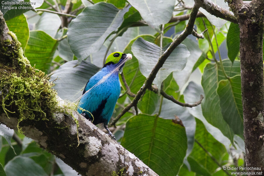 Paradise Tanager