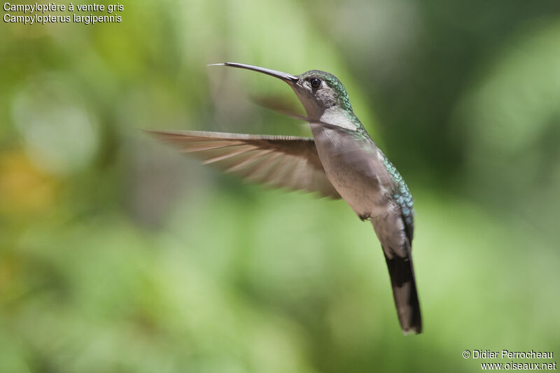 Grey-breasted Sabrewing