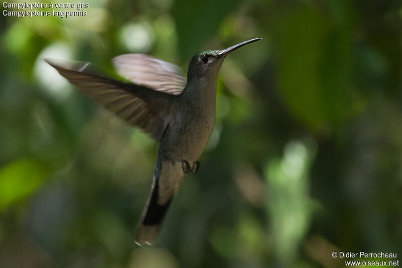 Grey-breasted Sabrewing