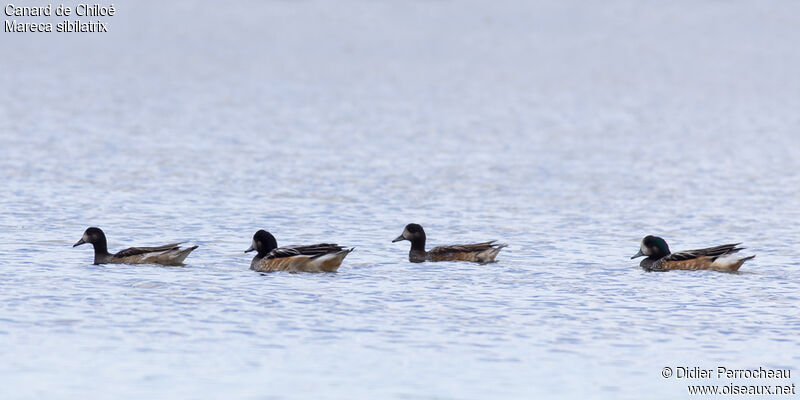 Chiloe Wigeon