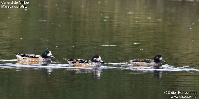 Chiloe Wigeon