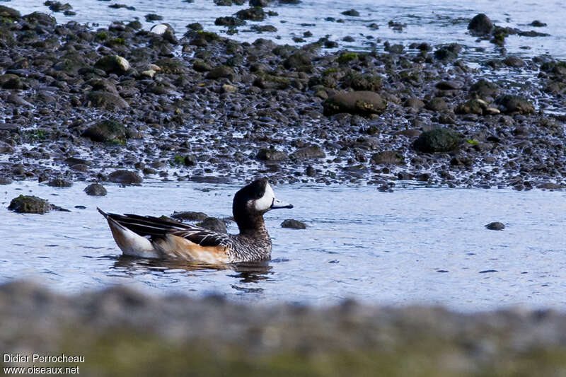 Chiloe Wigeonadult, habitat, pigmentation