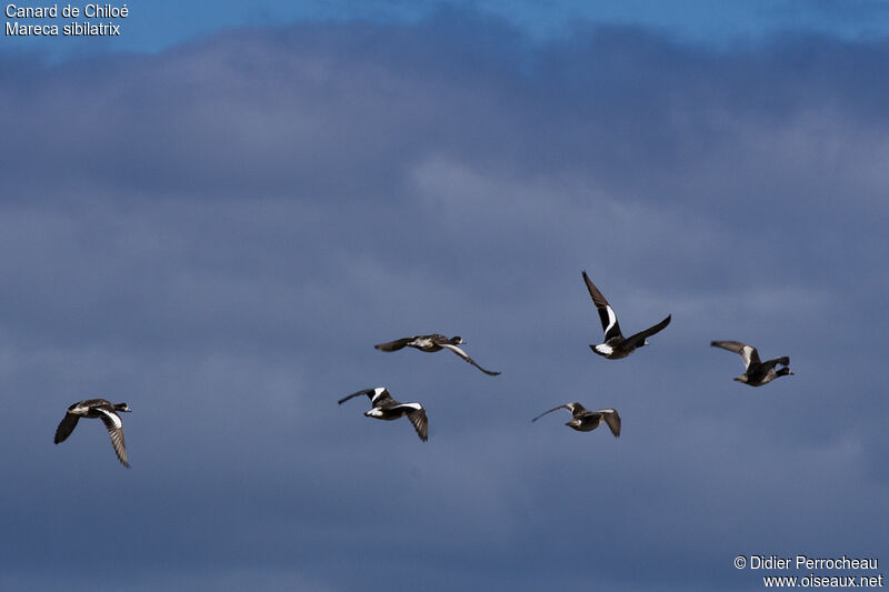 Chiloe Wigeon