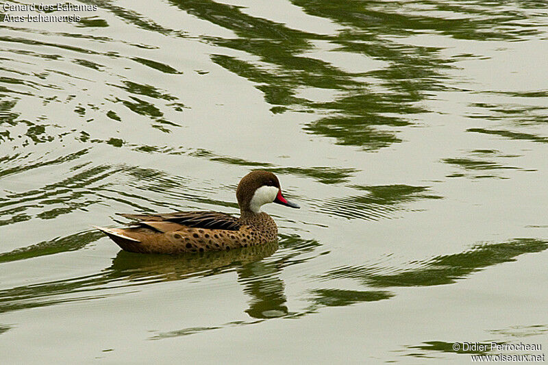 Canard des Bahamas