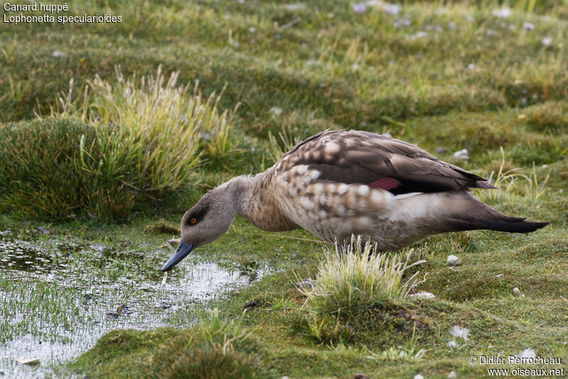 Canard huppé mâle adulte