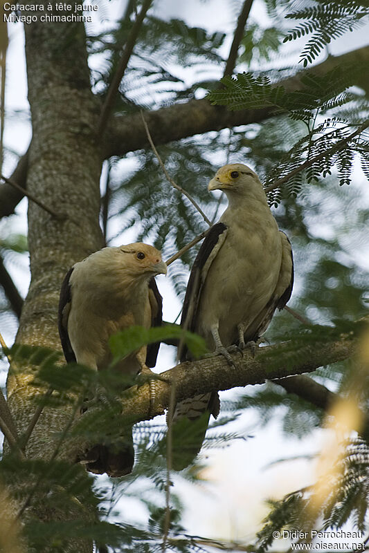 Yellow-headed Caracara