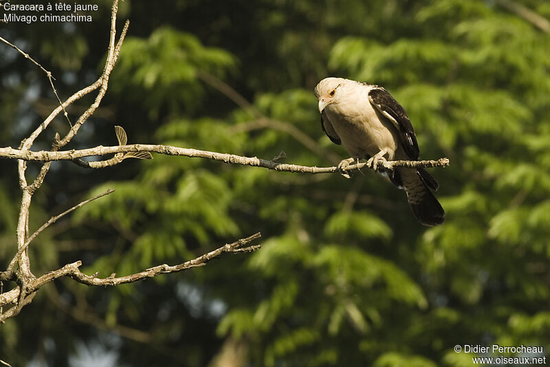 Caracara à tête jaune