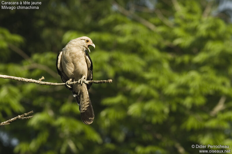 Caracara à tête jaune