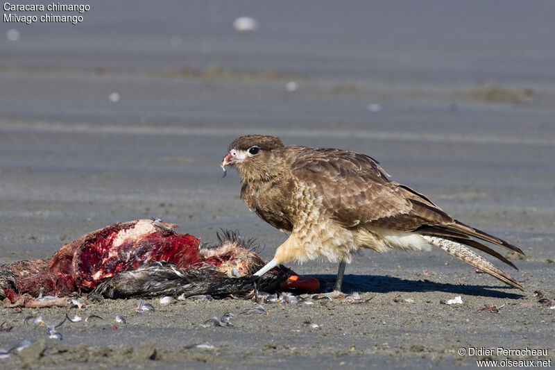 Caracara chimango