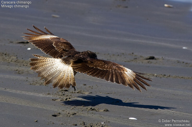 Chimango Caracara