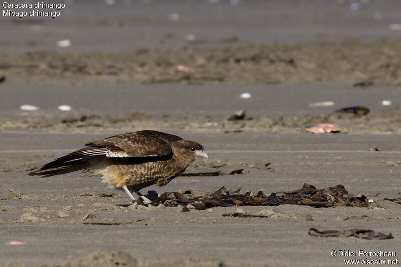 Caracara chimango