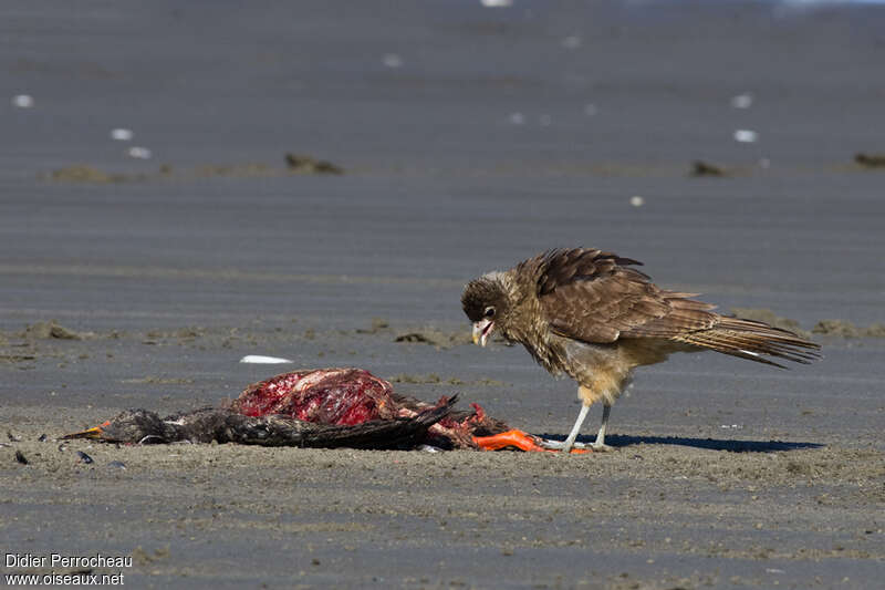 Chimango Caracaraadult, eats