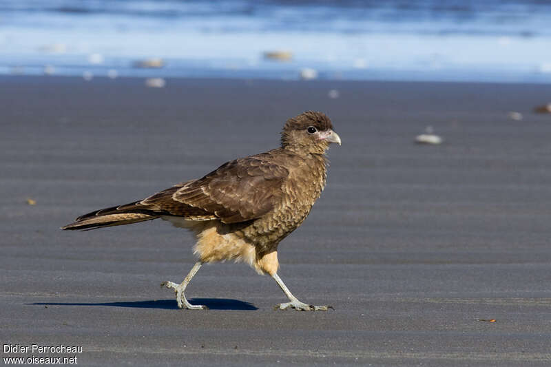 Chimango Caracara, walking