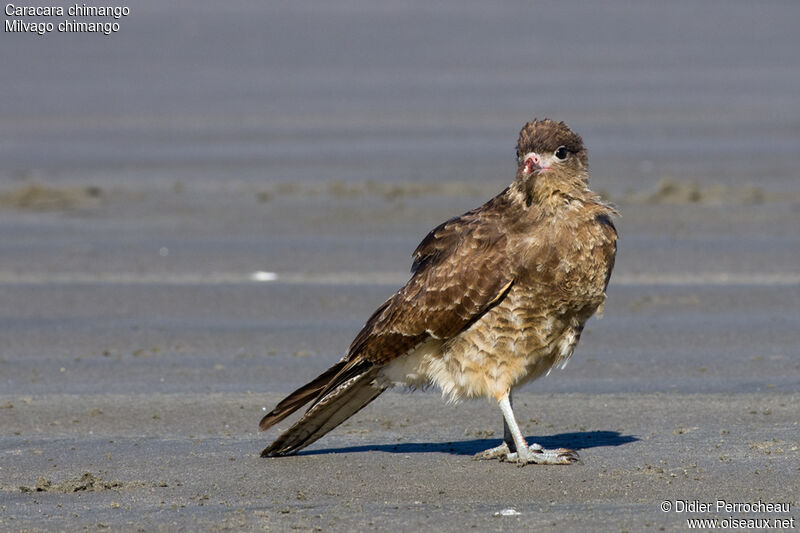 Caracara chimango