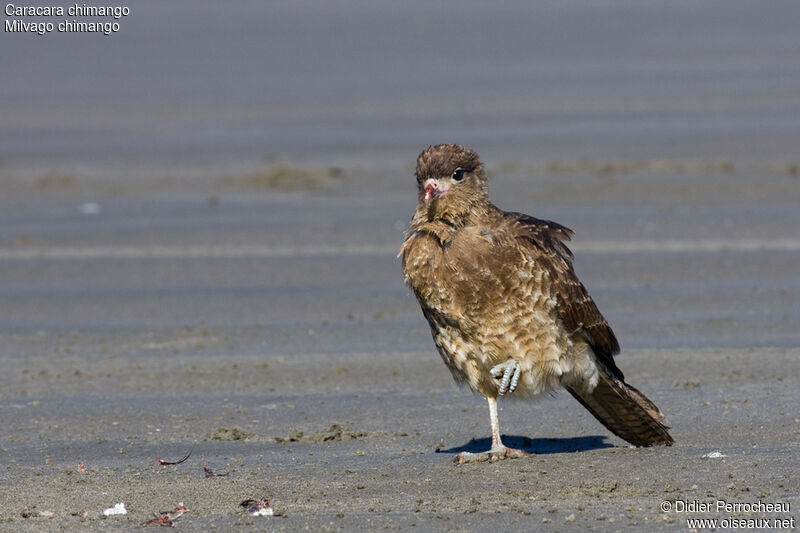 Caracara chimango