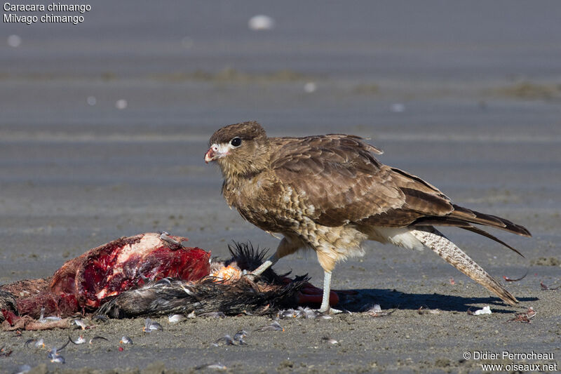 Caracara chimango