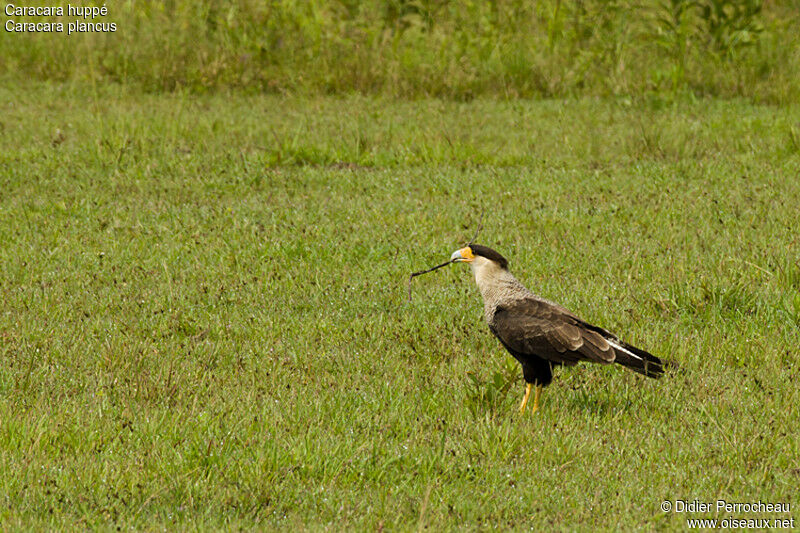 Crested Caracara