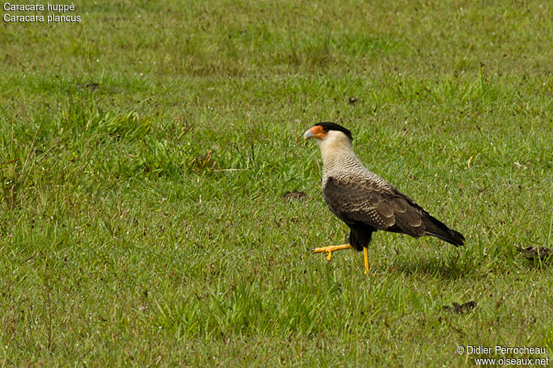 Crested Caracara