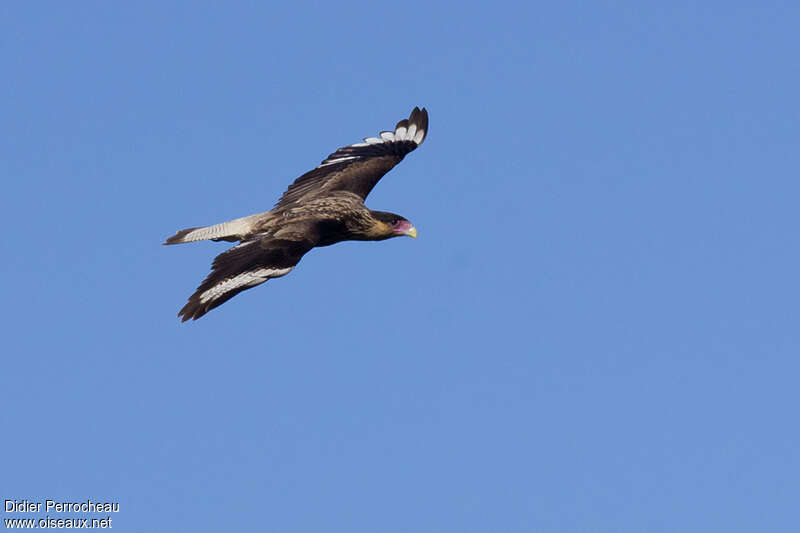 Caracara huppéimmature, Vol