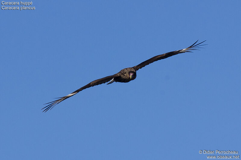 Caracara huppéimmature