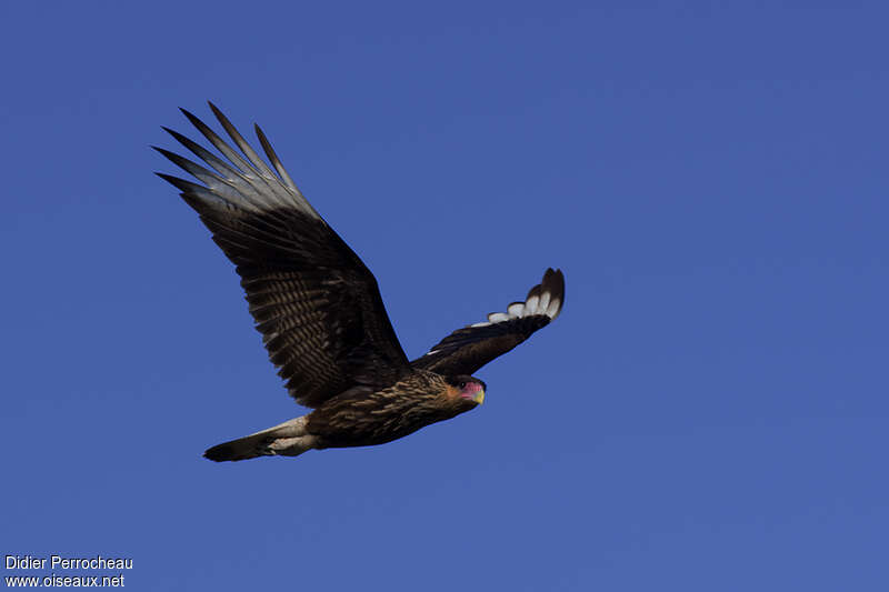 Crested Caracaraimmature, pigmentation, Flight