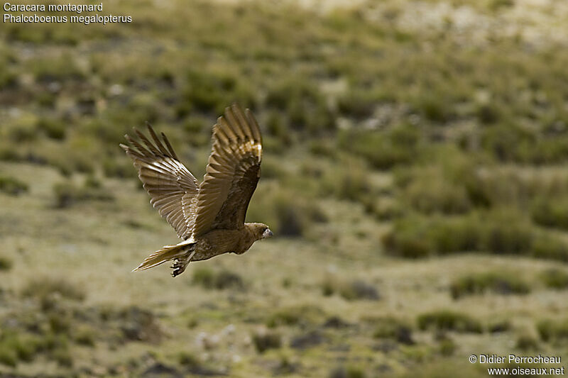 Caracara montagnard1ère année, Vol