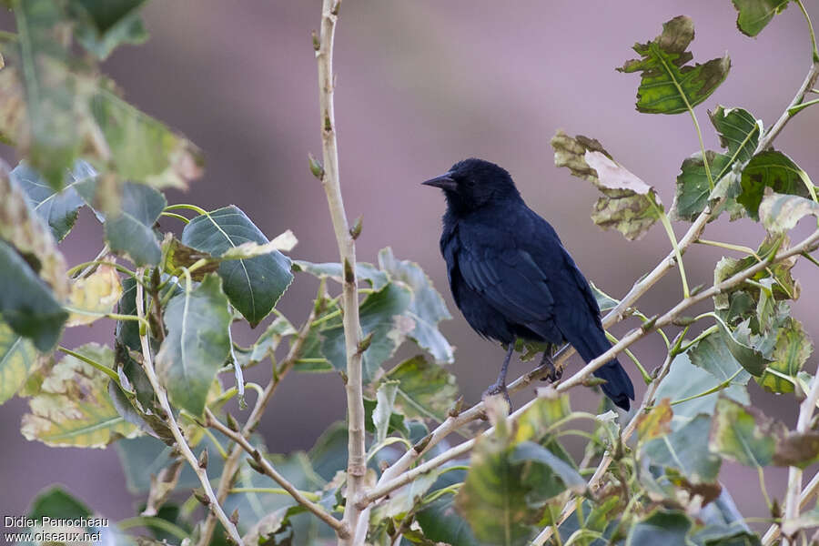 Austral Blackbird