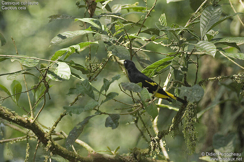 Yellow-rumped Cacique