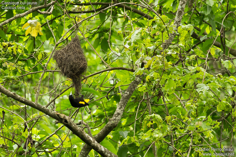 Yellow-rumped Cacique