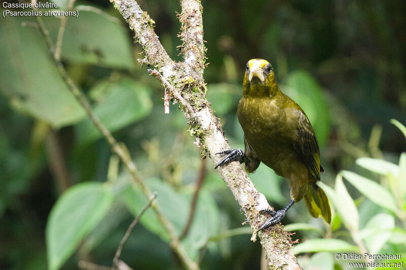 Dusky-green Oropendola