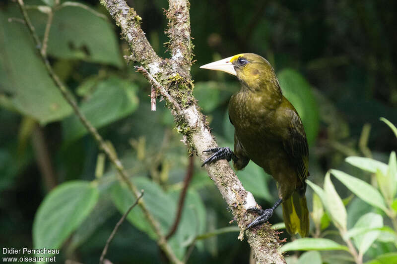 Dusky-green Oropendolaadult, Behaviour