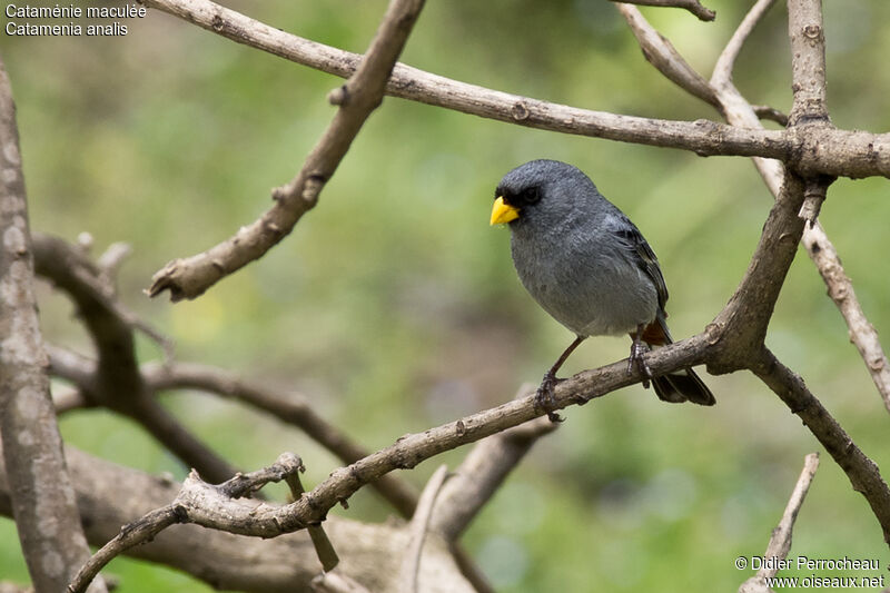 Band-tailed Seedeater