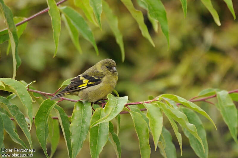 Hooded Siskin female adult, identification