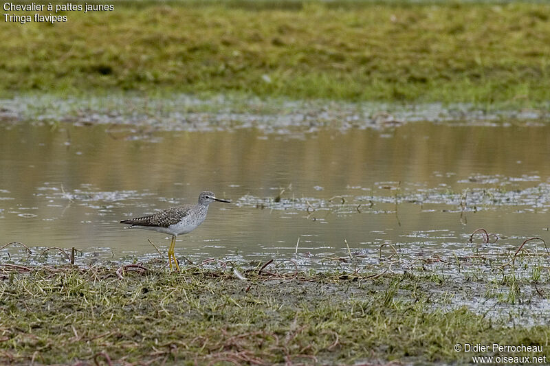 Lesser Yellowlegs