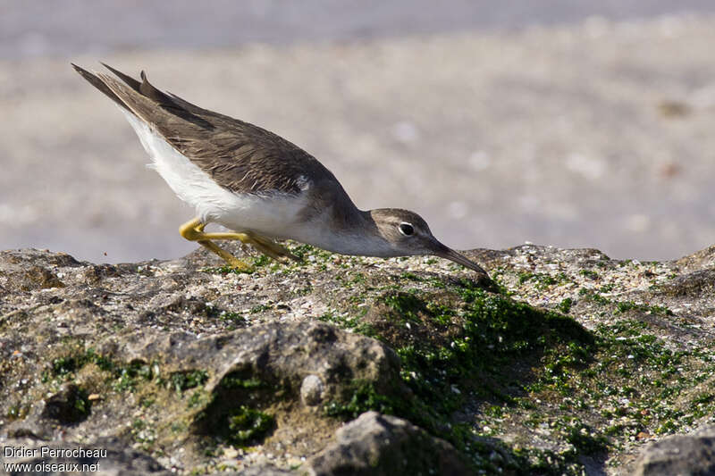 Spotted Sandpiperadult post breeding, fishing/hunting