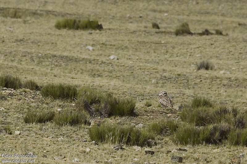 Chevêche des terriersadulte, habitat, Comportement