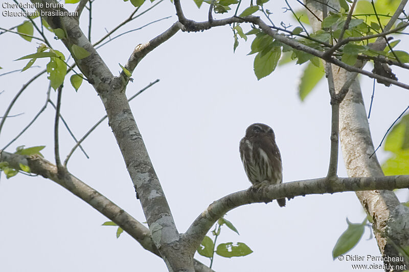 Chevêchette brune, identification