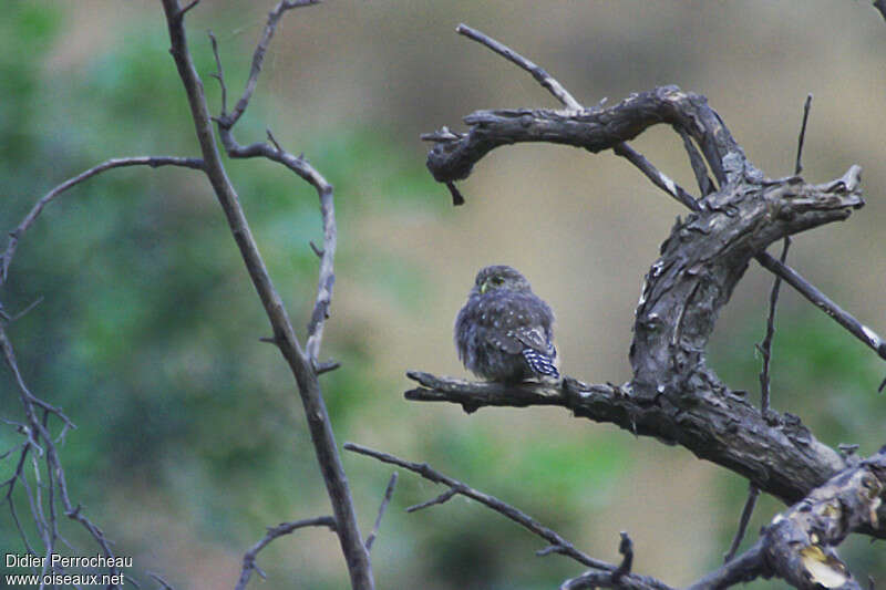 Chevêchette du Péroujuvénile, identification